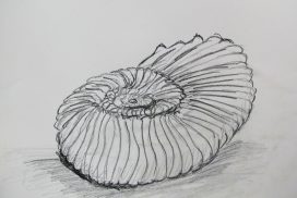 art student gallery - shell drawing