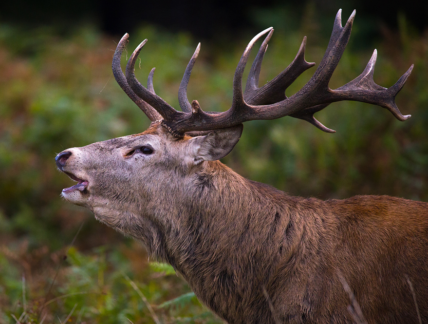 Wildlife Photography Courses