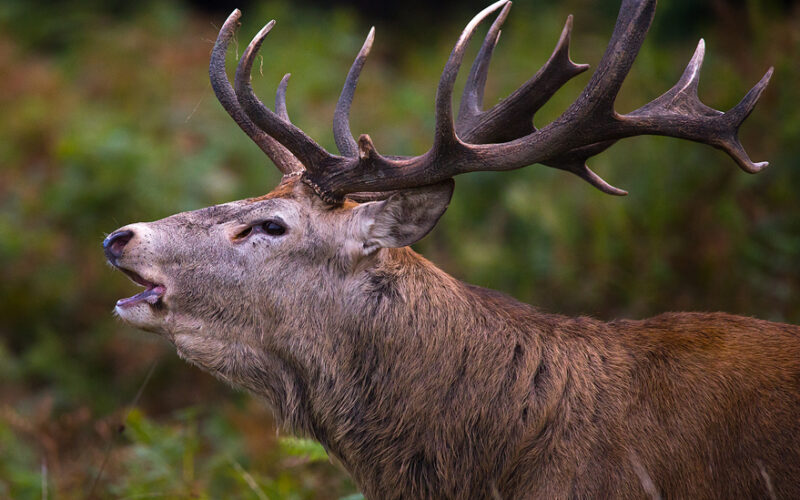 Wildlife Photography Courses